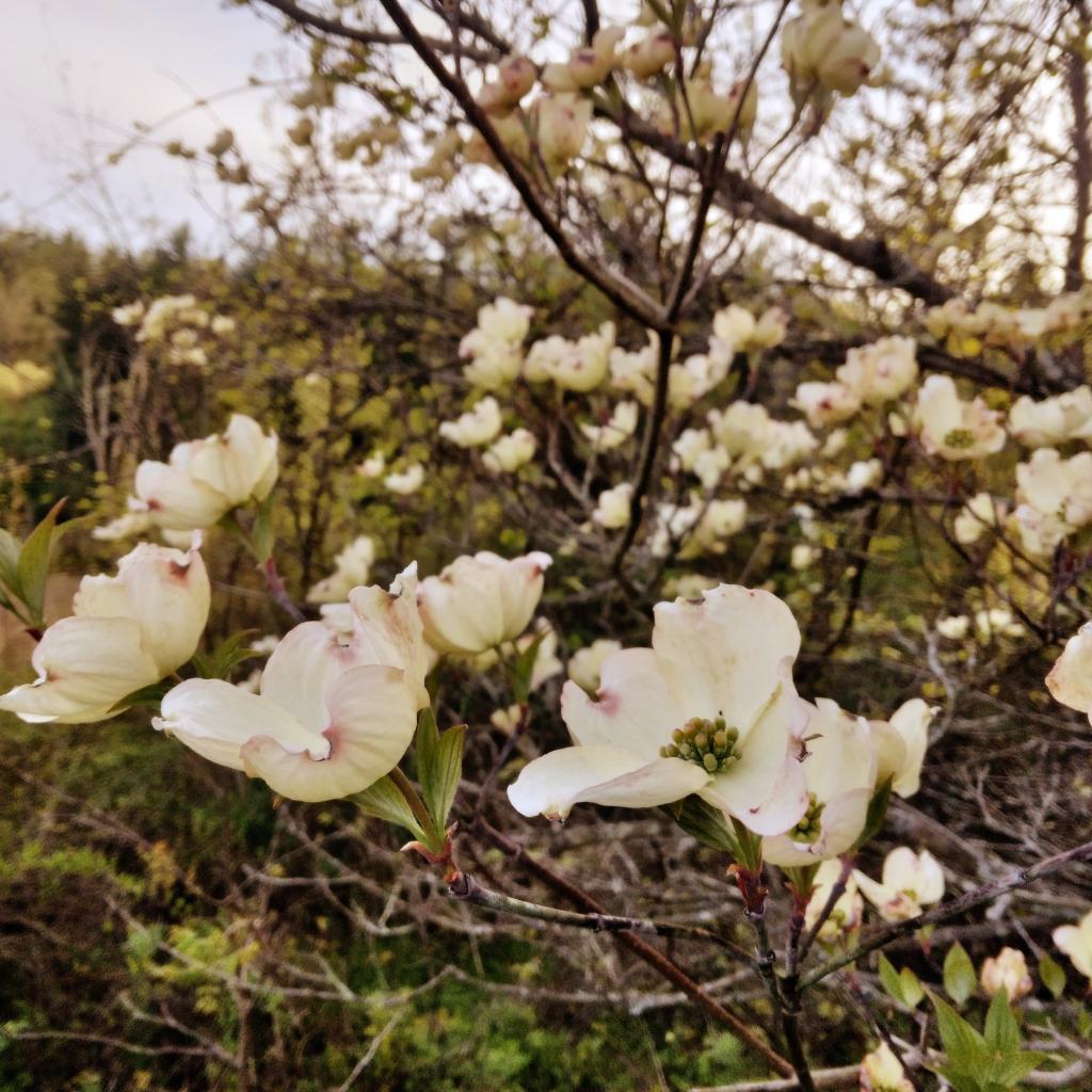Photo: Flowering Dogwood