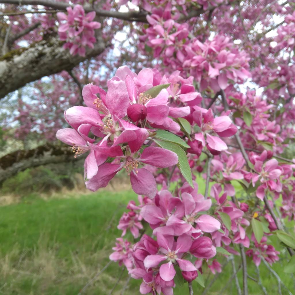 Photo: Crab Apple Blossoms