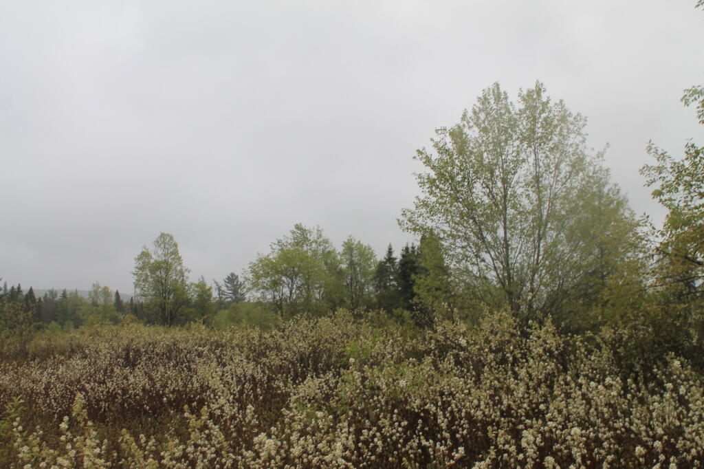Photo: Rainy Day at the Plains