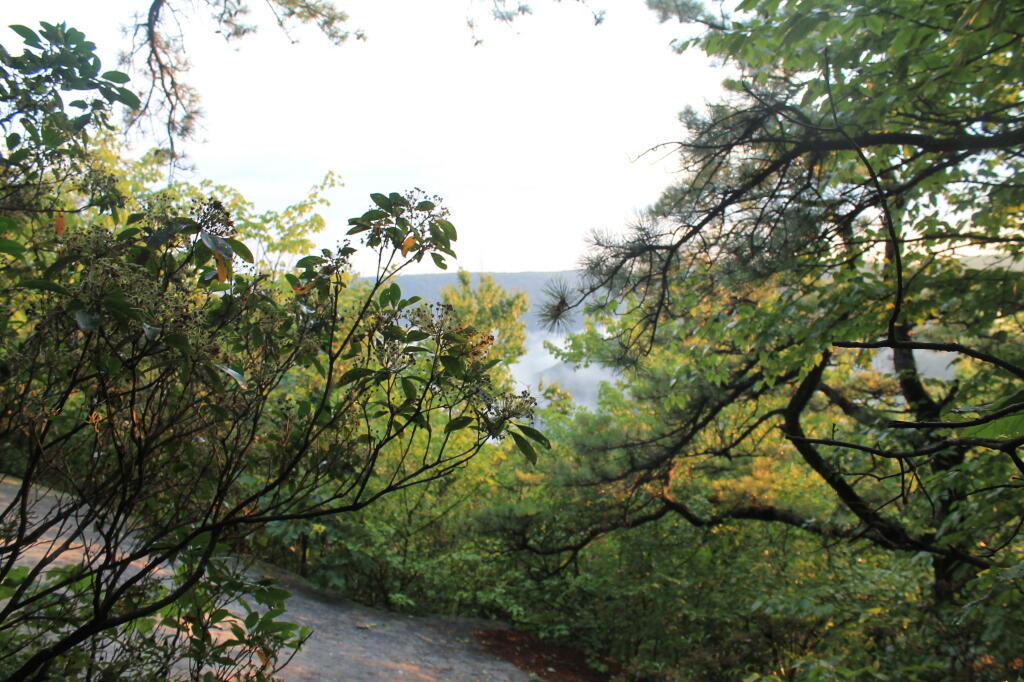 Photo: Reservior Through the Trees