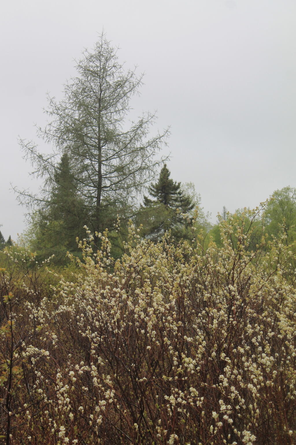 Photo: Tree