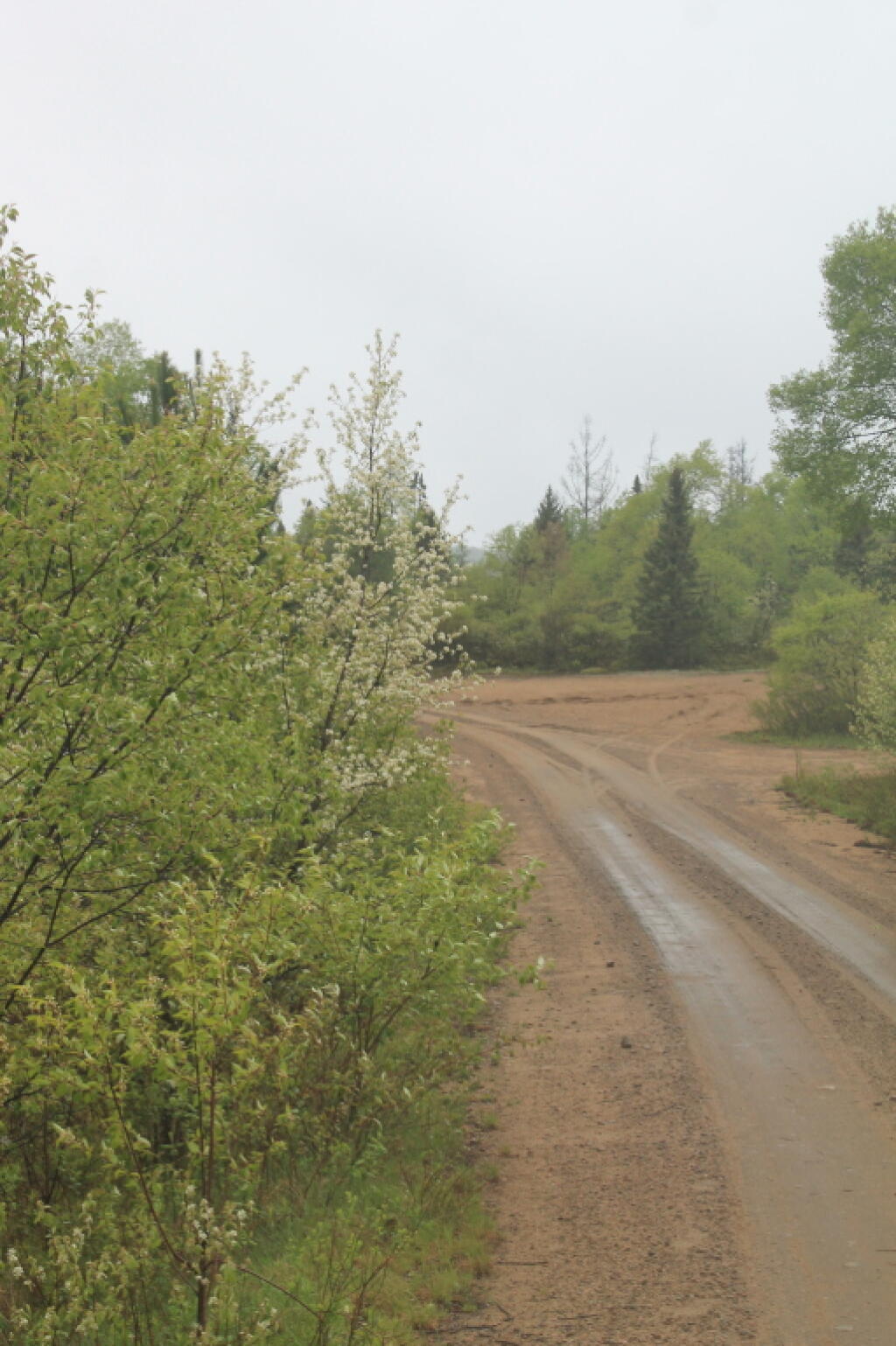 Photo: Wet Otter Brook Road Photo: Wet Otter Brook Road