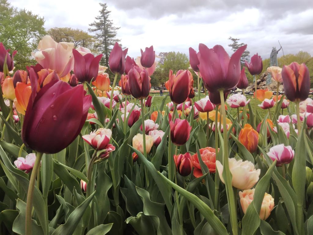 Photo: Rainy Day at the Tulip Beds Photo: Rainy Day at the Tulip Beds
