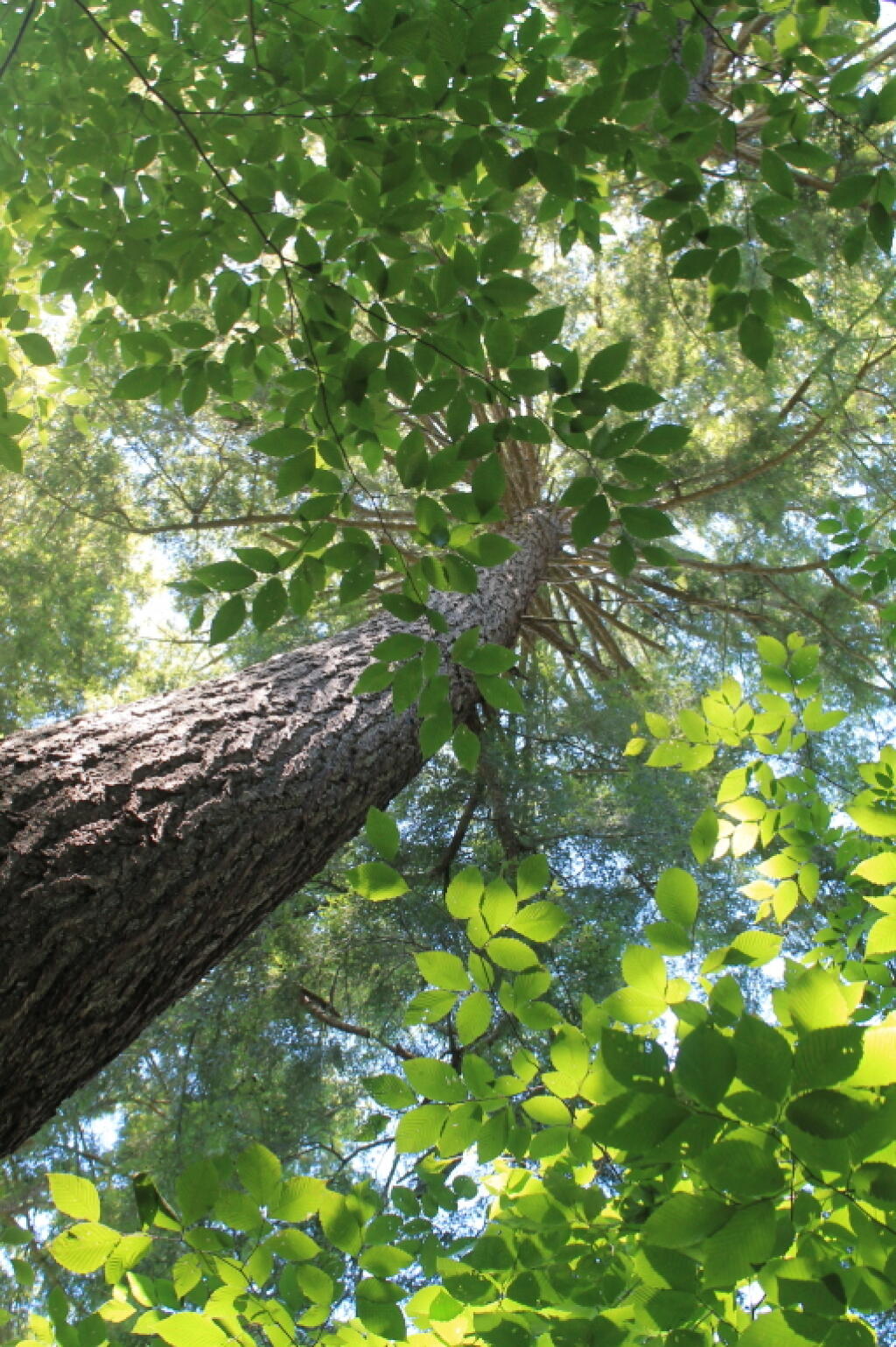 Photo: Looking Up Photo: Looking Up
