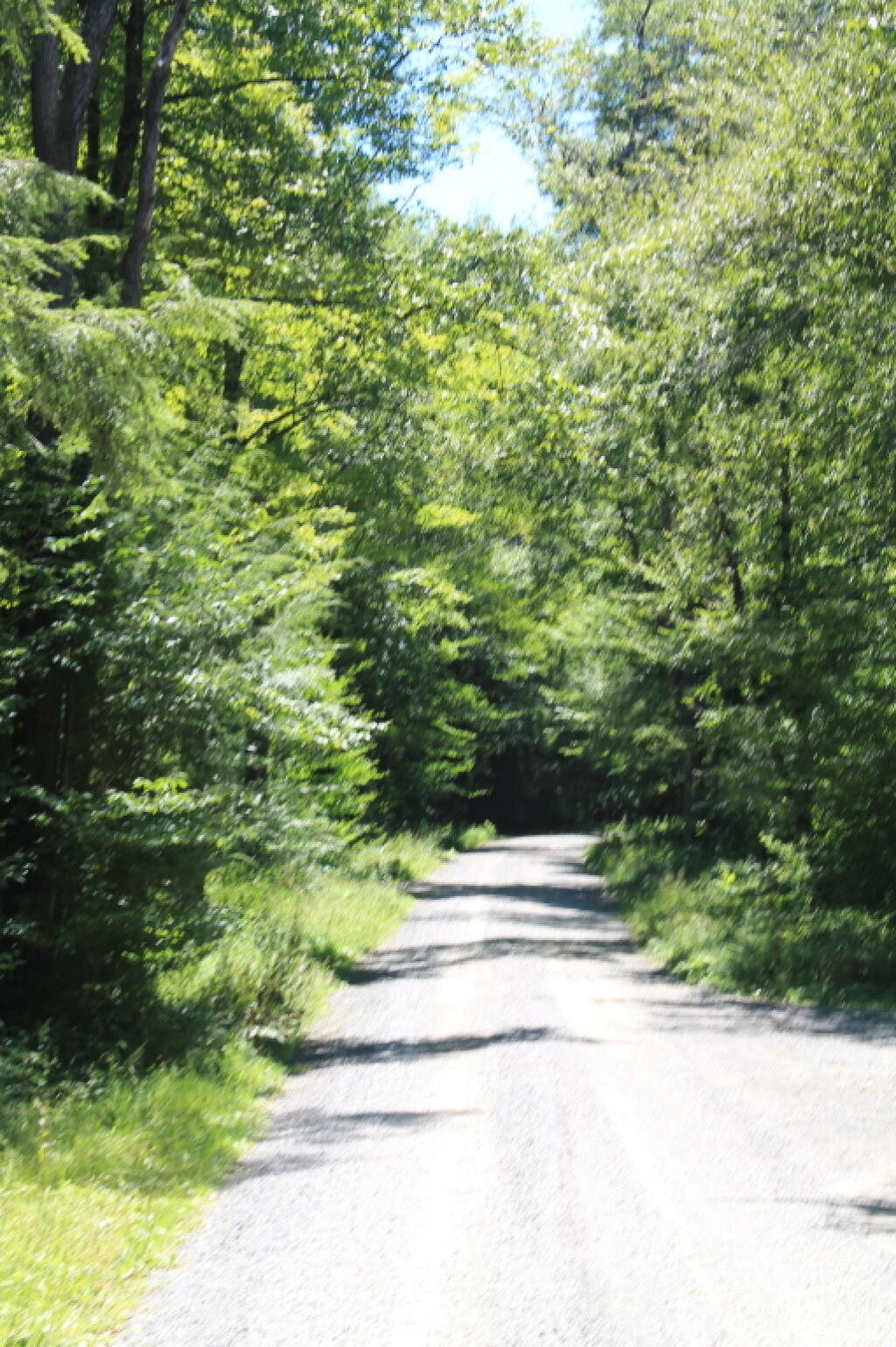 Photo: Forest Road