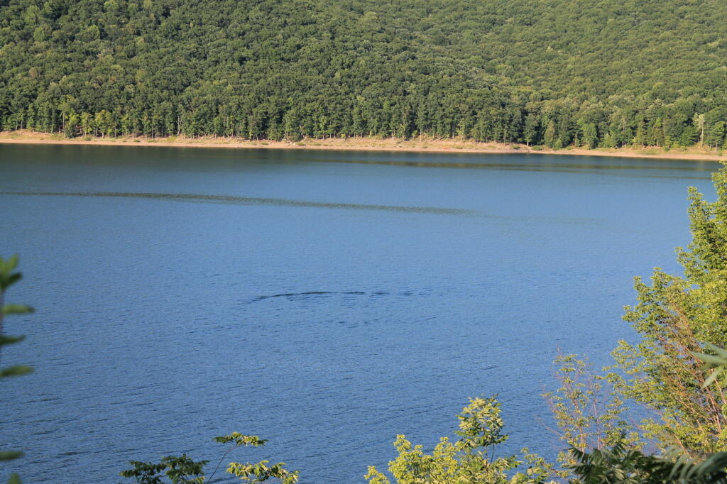 Photo: Kinzua Monster ?