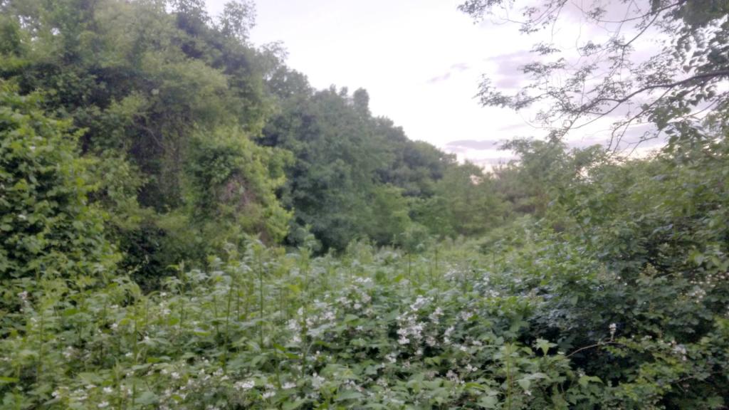 Photo: Overgrown