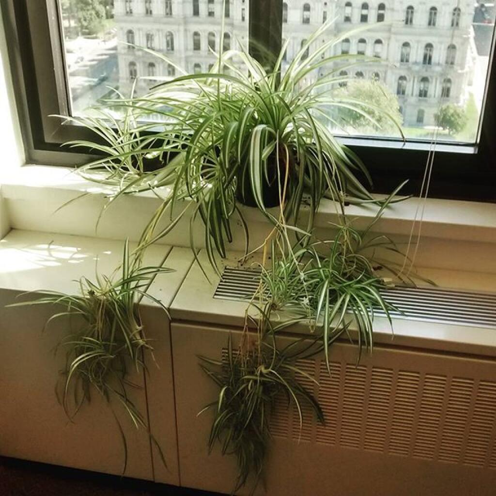 Photo: Spider plant