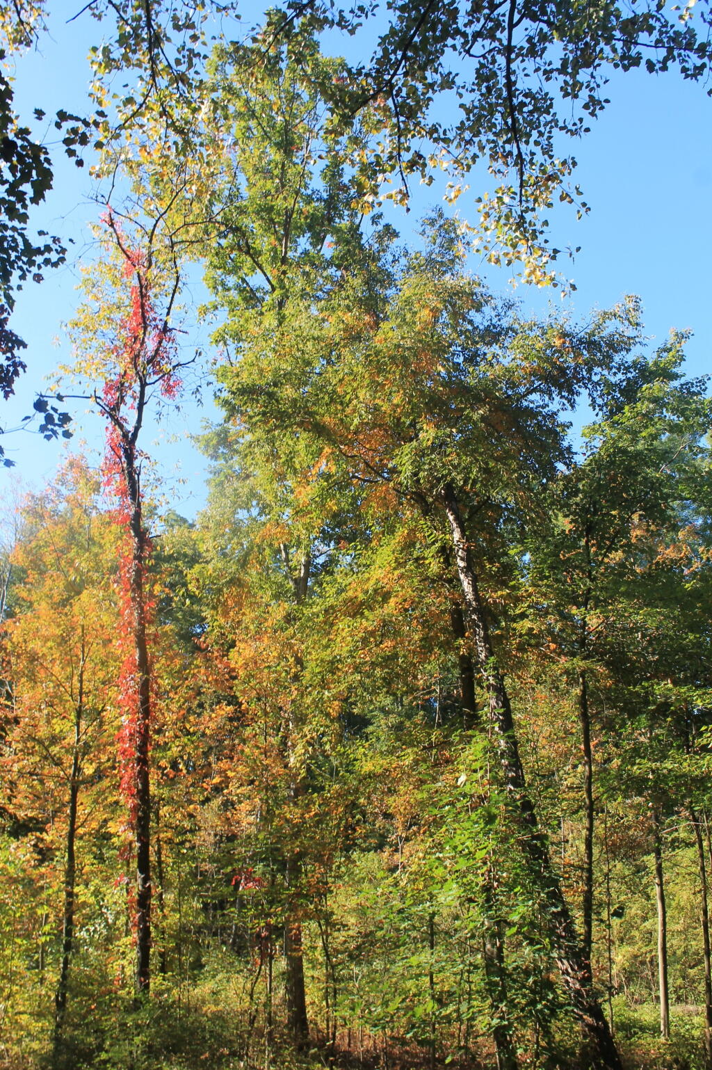 Photo: Hints Of Fall Colors