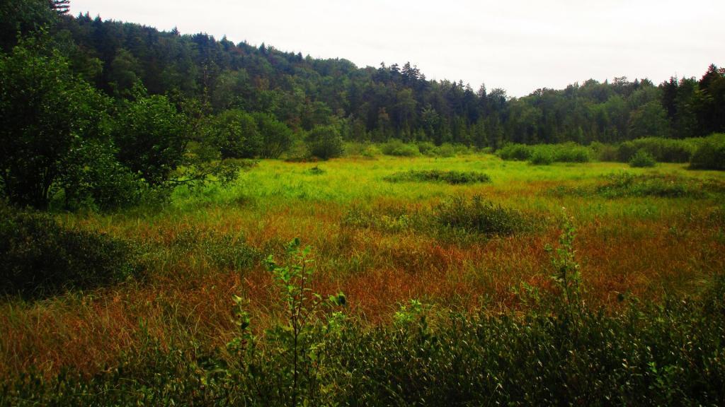 Photo: Marshy Meadows Photo: Marshy Meadows