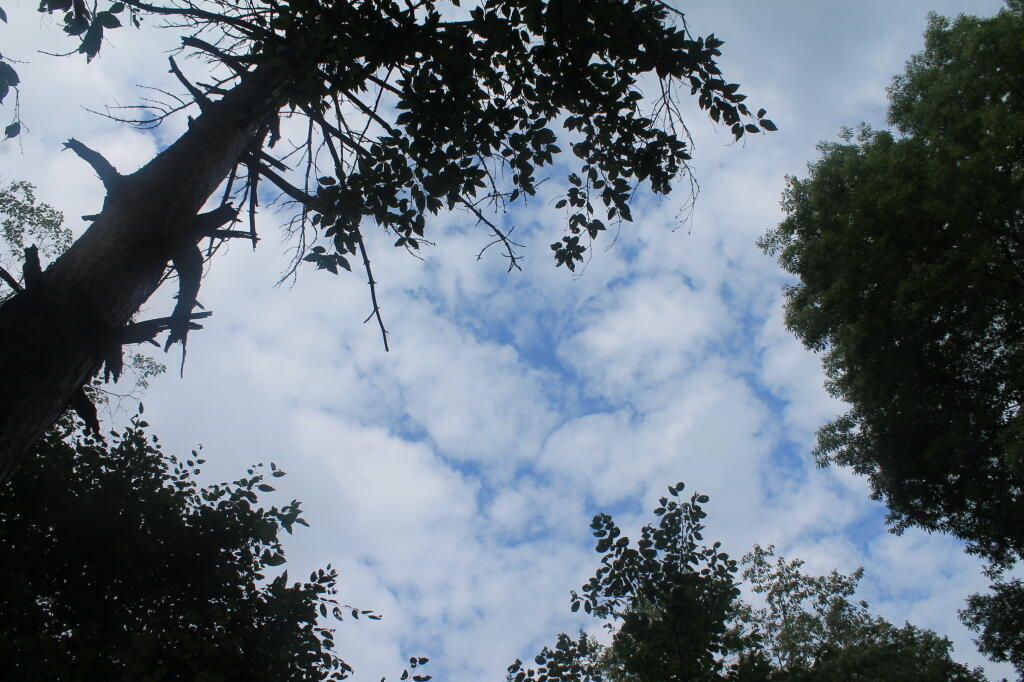 Photo: Clouds Overhead Photo: Clouds Overhead