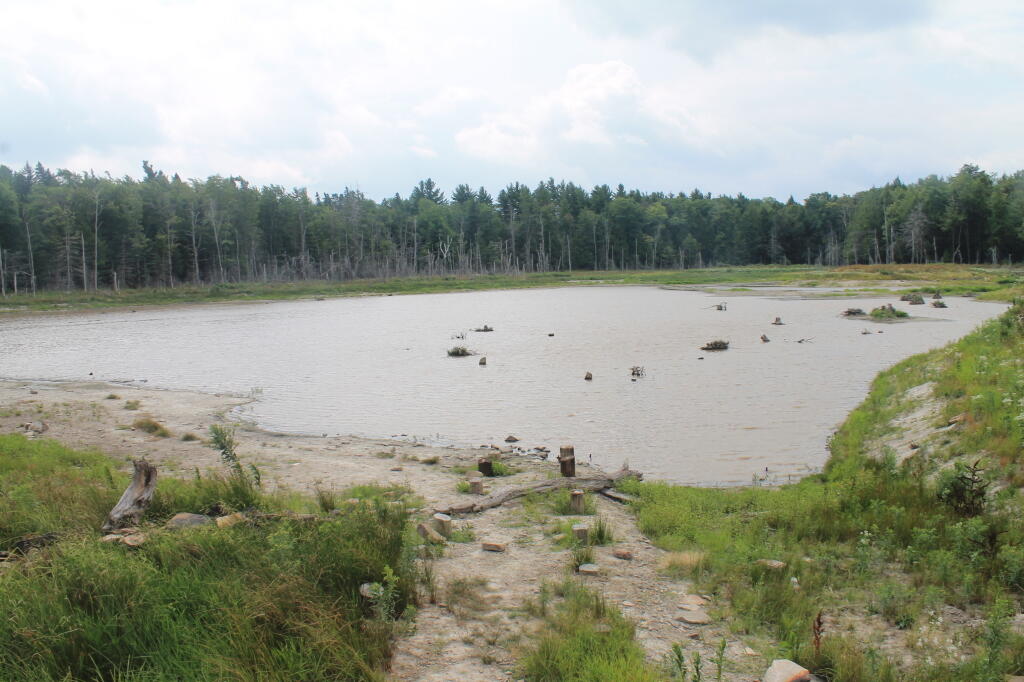 Photo: Swamp That Remains in Looking Glass Pond Photo: Swamp That Remains in Looking Glass Pond
