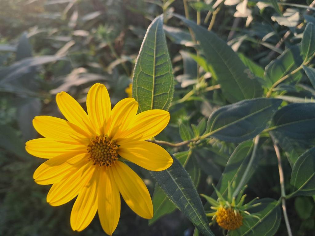 Photo: Sun choke