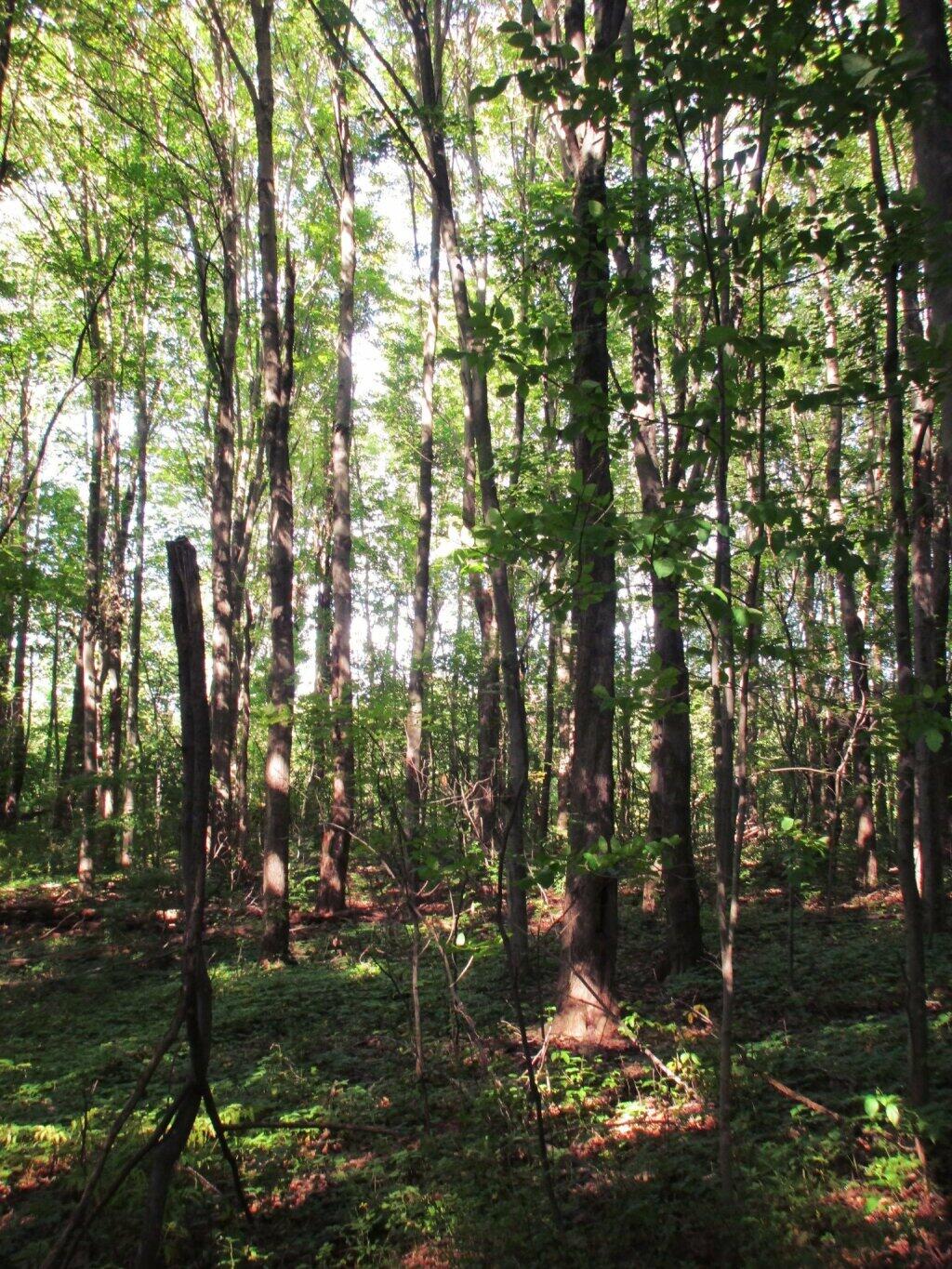 Photo: Fairly Open Woods