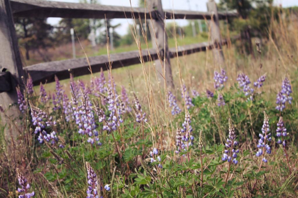 Photo: Lupine Along New Karner Road Photo: Lupine Along New Karner Road