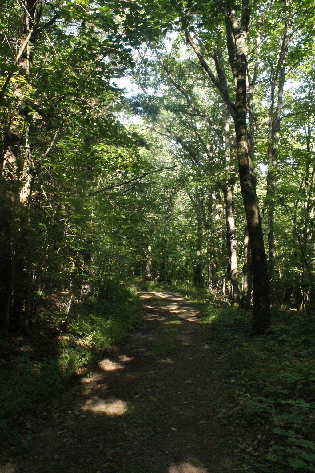 Photo: Trail Overhead