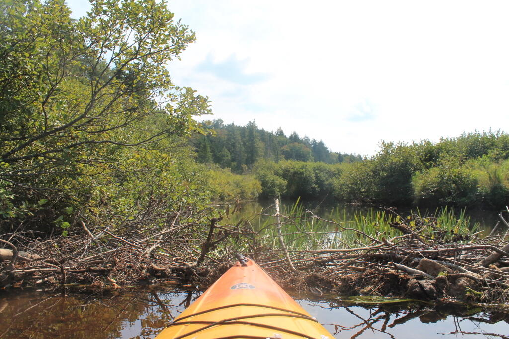 Photo: Due to Low Water Levels Must Portage Around This Beaver Dam