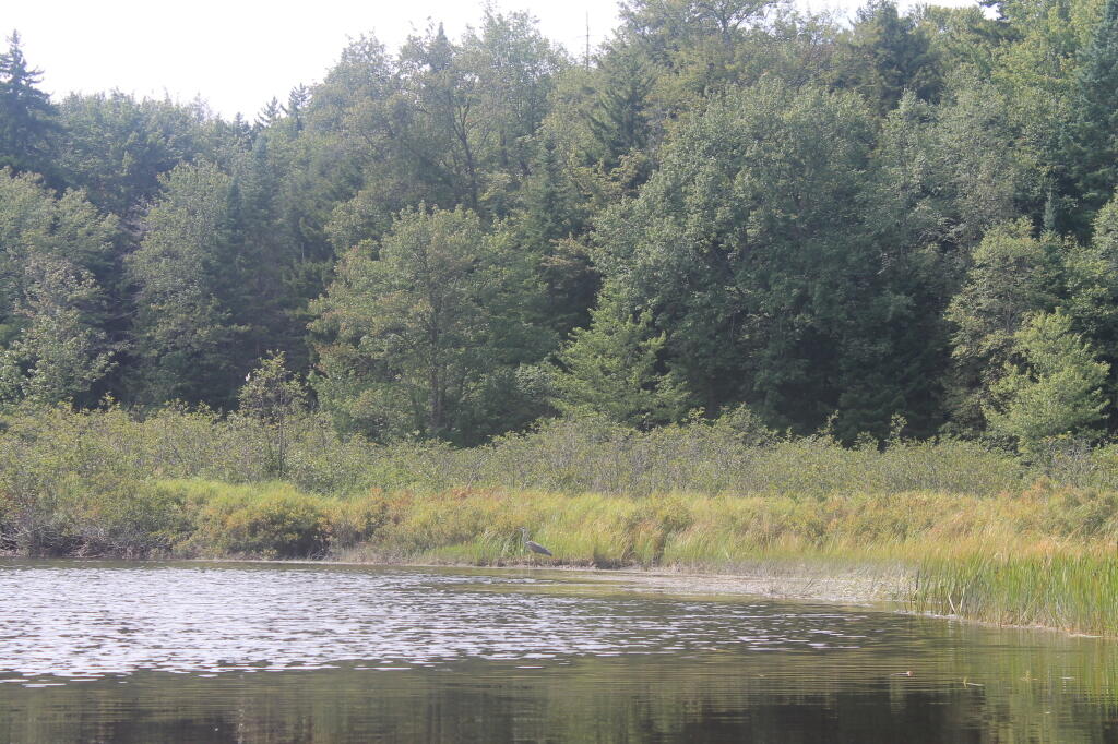 Photo: Tree Line Photo: Tree Line