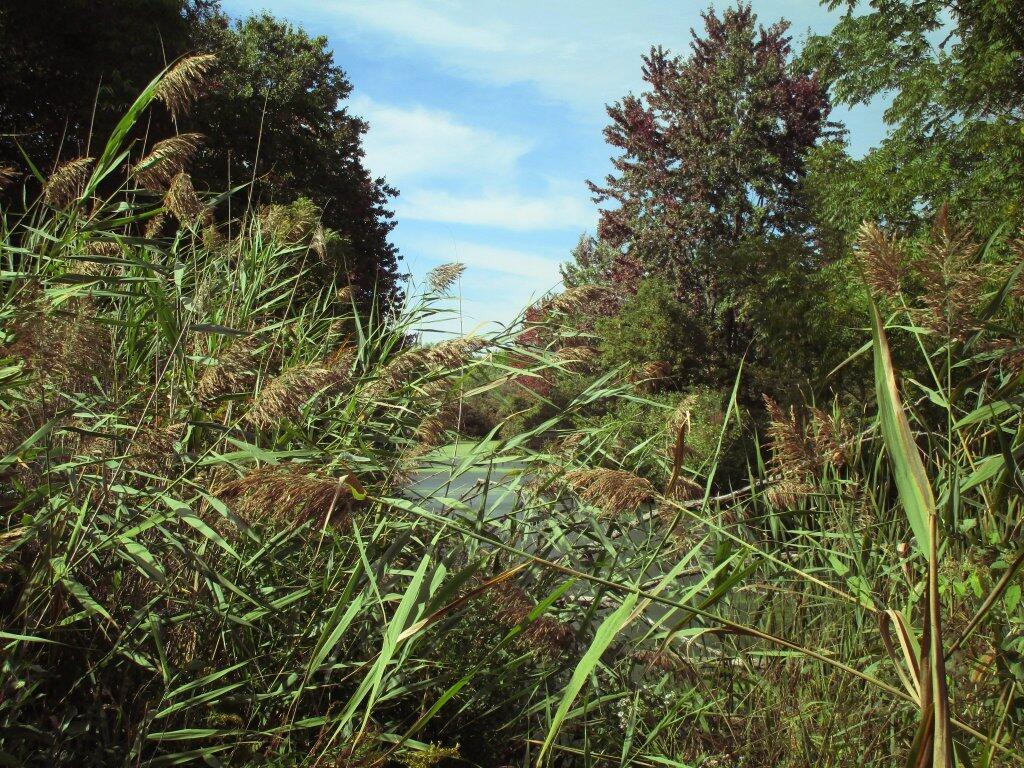 Photo: Mud Creek Photo: Mud Creek