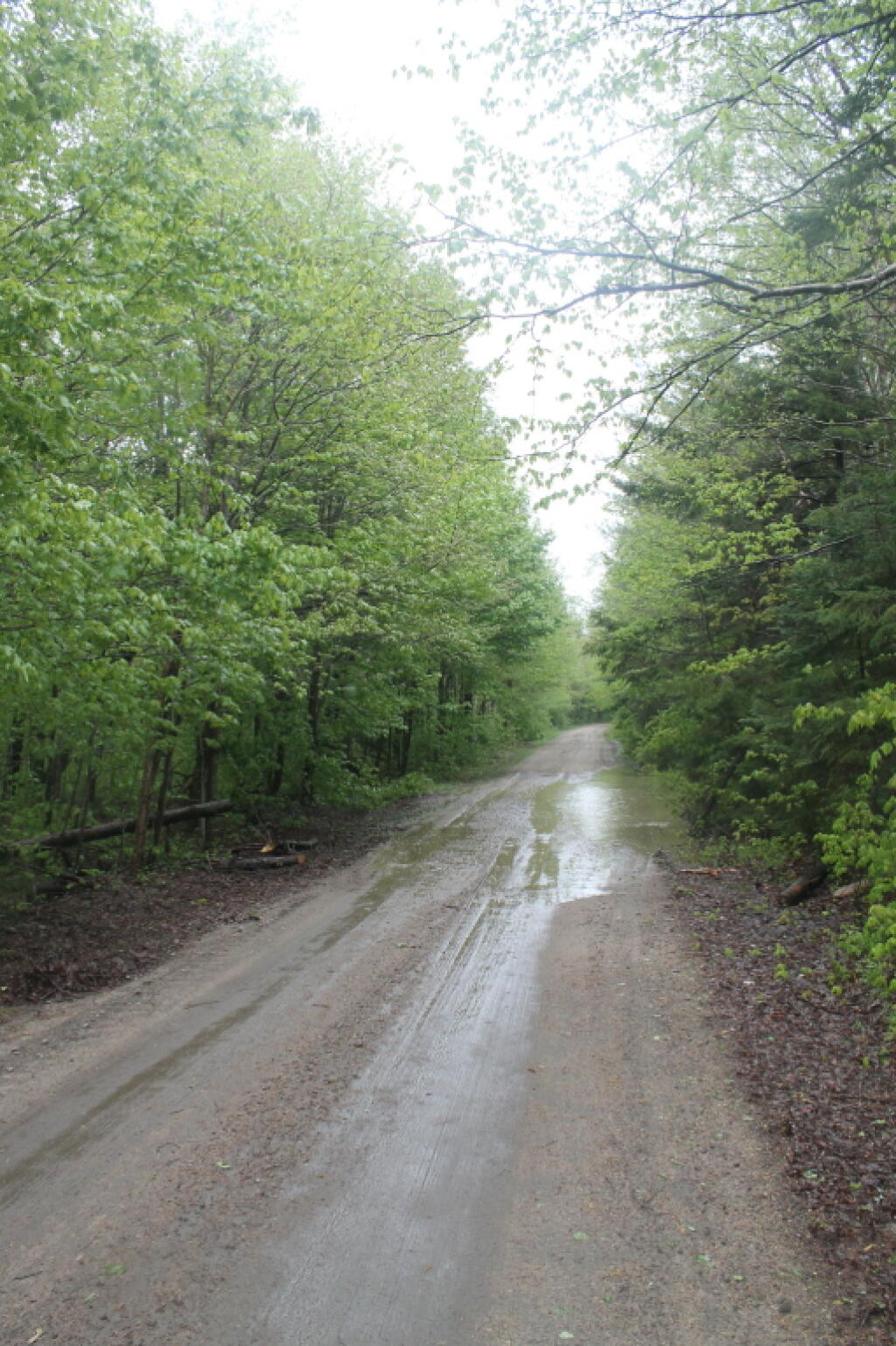 Photo: Increasingly Soggy Cedar River Limekiln Lake Road Photo: Increasingly Soggy Cedar River Limekiln Lake Road