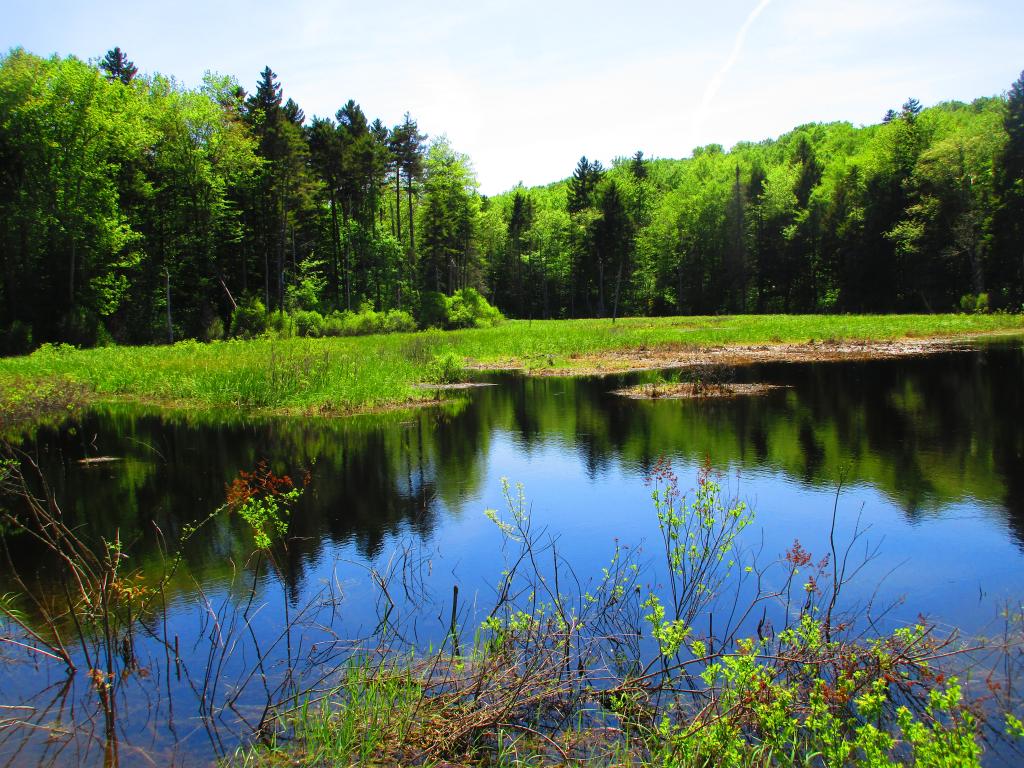 Photo: Swamp at the end of George Aitken Wilderness And