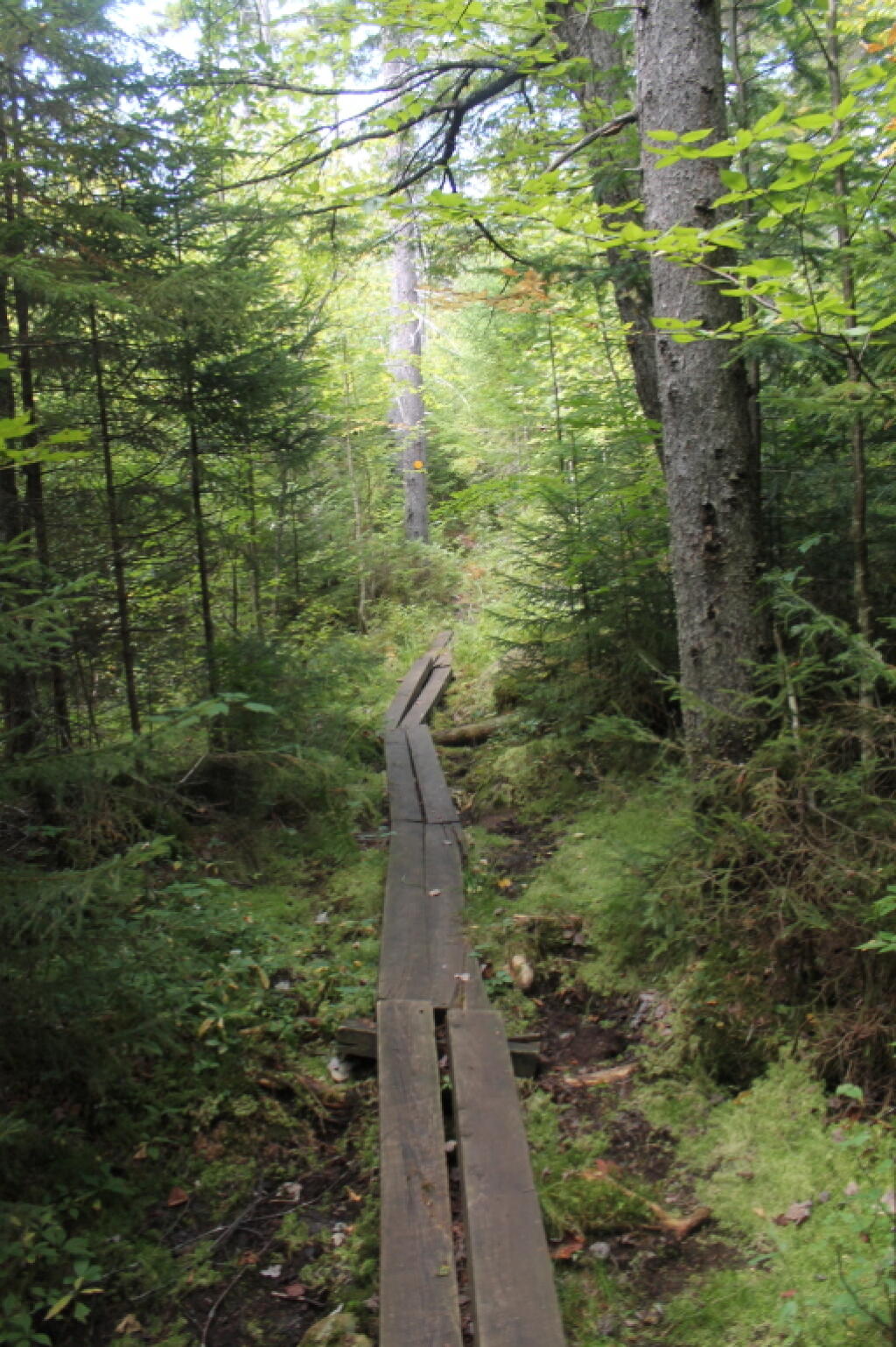 Photo: Natural Rock Dam Trail Crosses A Swampy Area