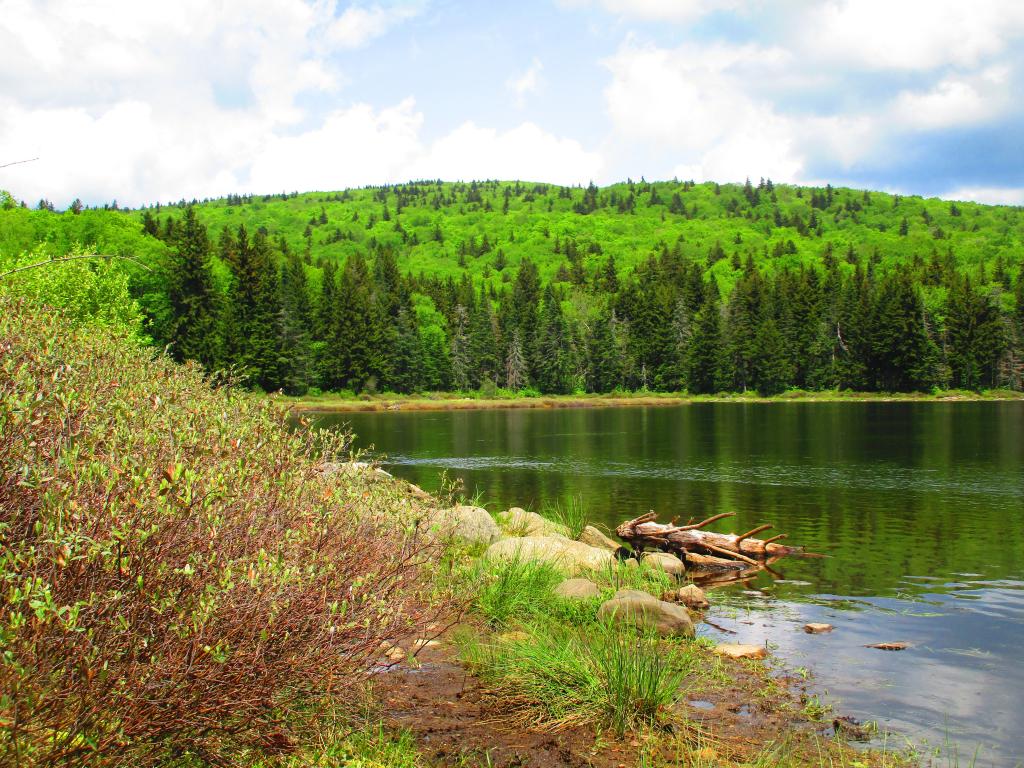 Photo: Shoreline Little Pond Photo: Shoreline Little Pond