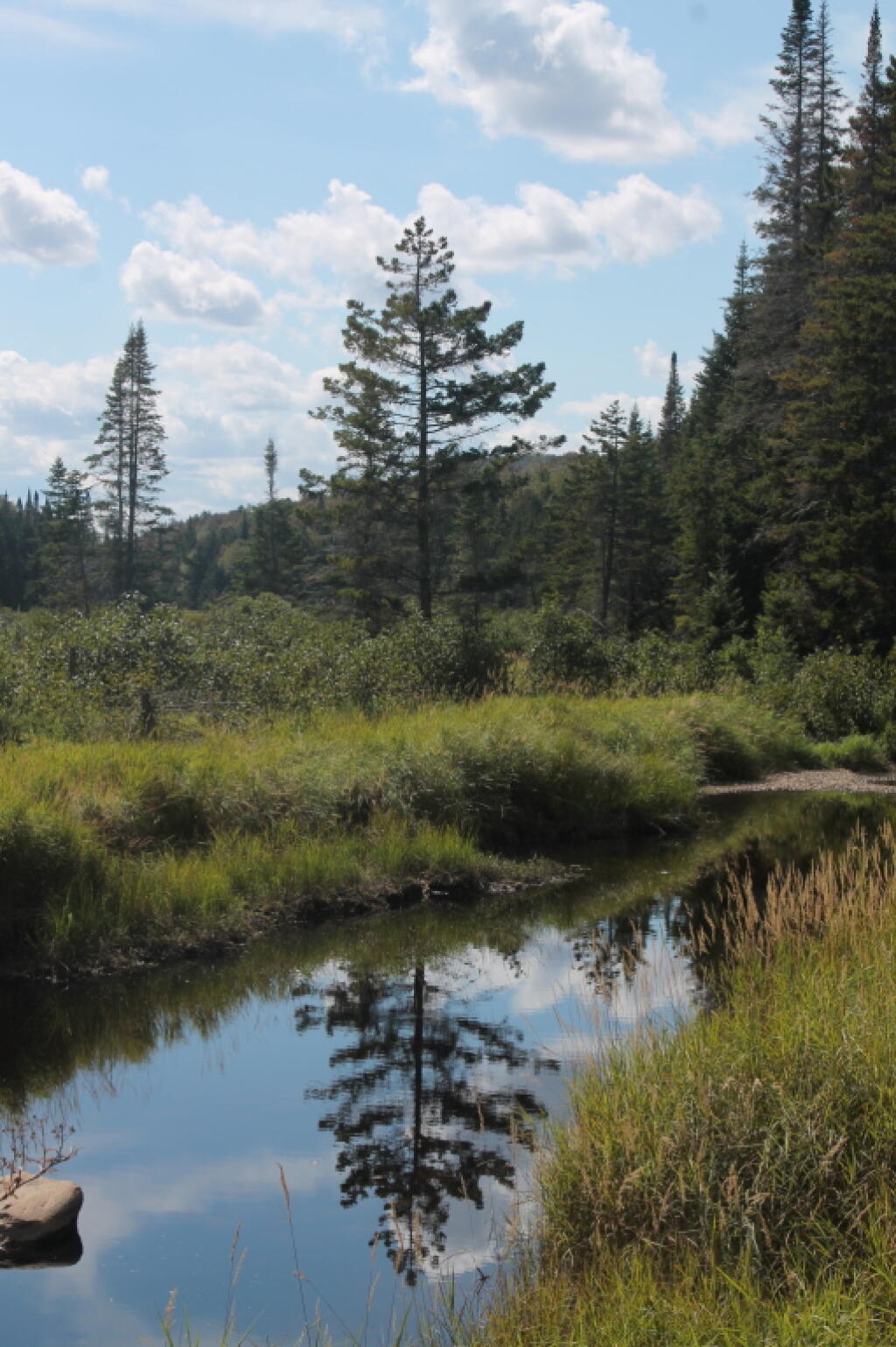 Photo: Reflection in Creek