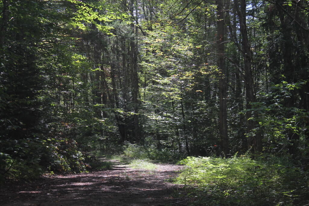 Photo: Magical Woods Along Indian Lake Road