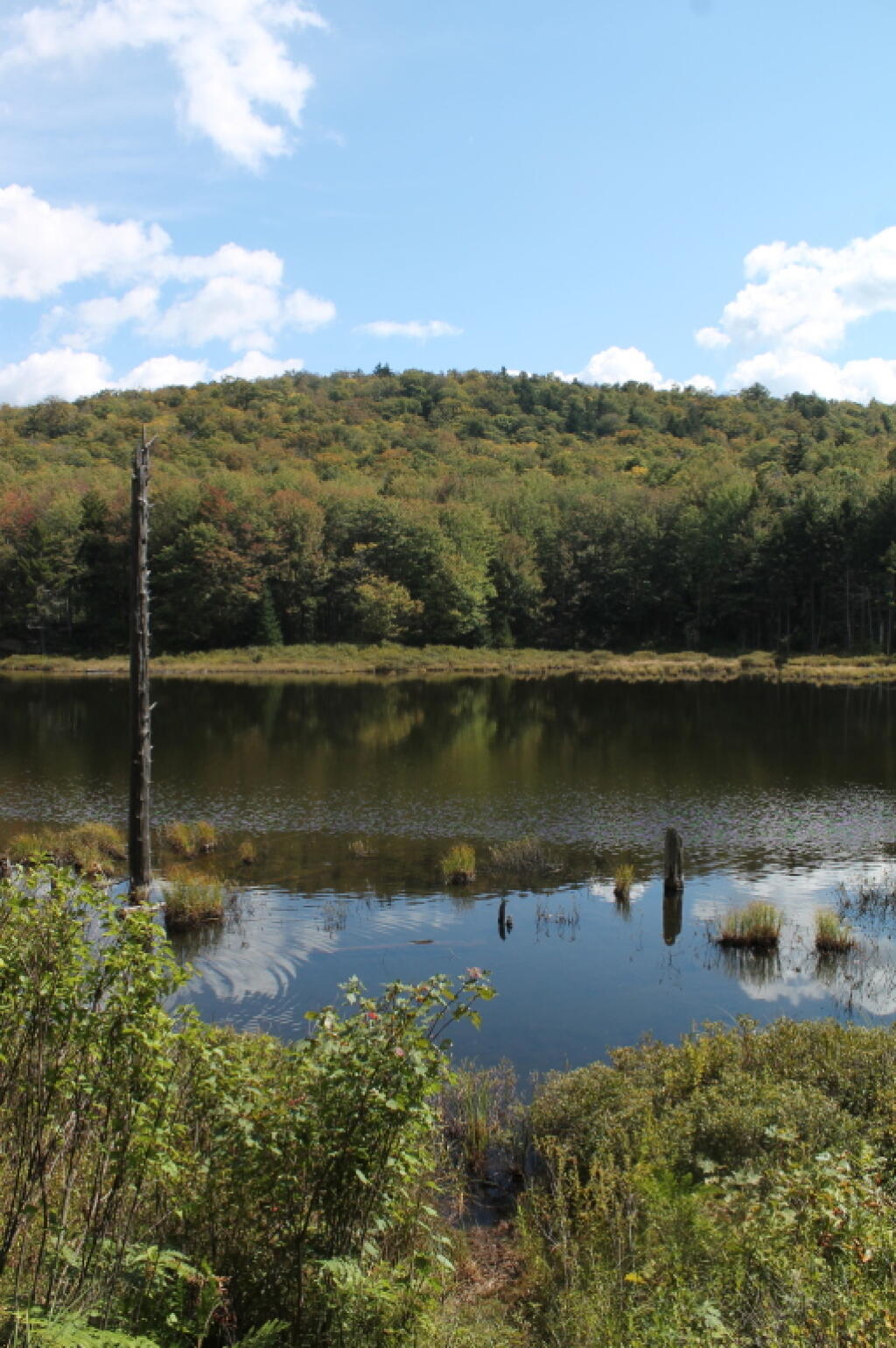 Photo: Hints of Fall at Muskrat Pond Photo: Hints of Fall at Muskrat Pond
