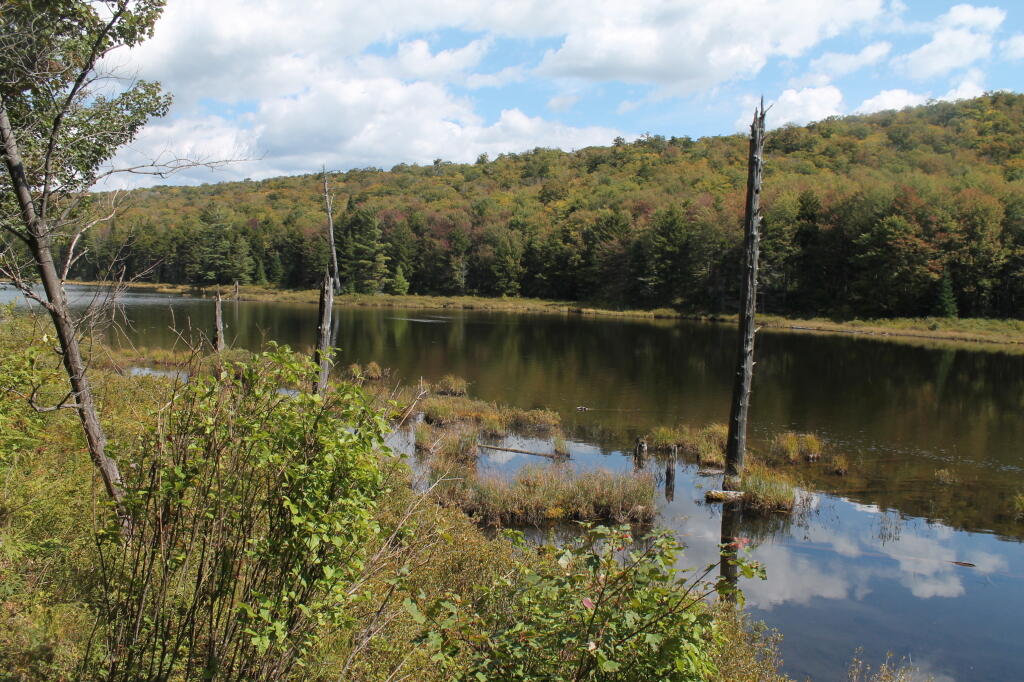Photo: Muskrat Pond