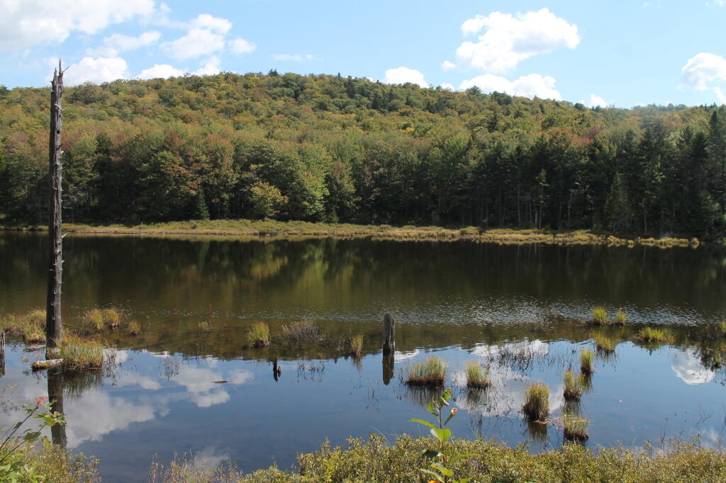 Photo: Muskrat Pond