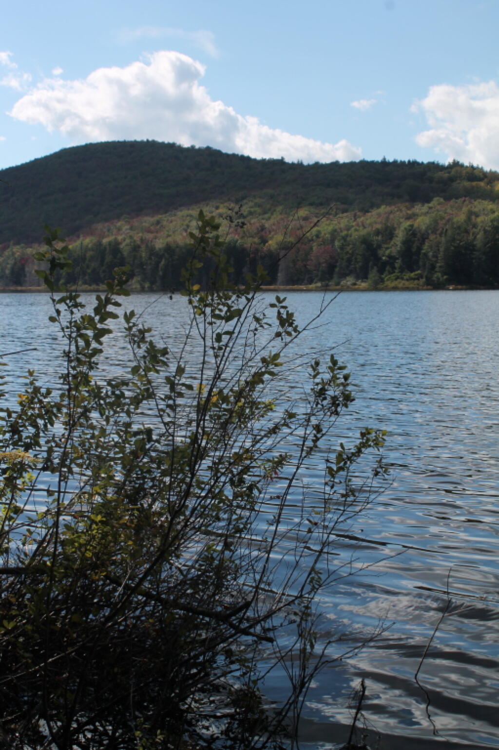 Photo: Brush Along Indian Lake