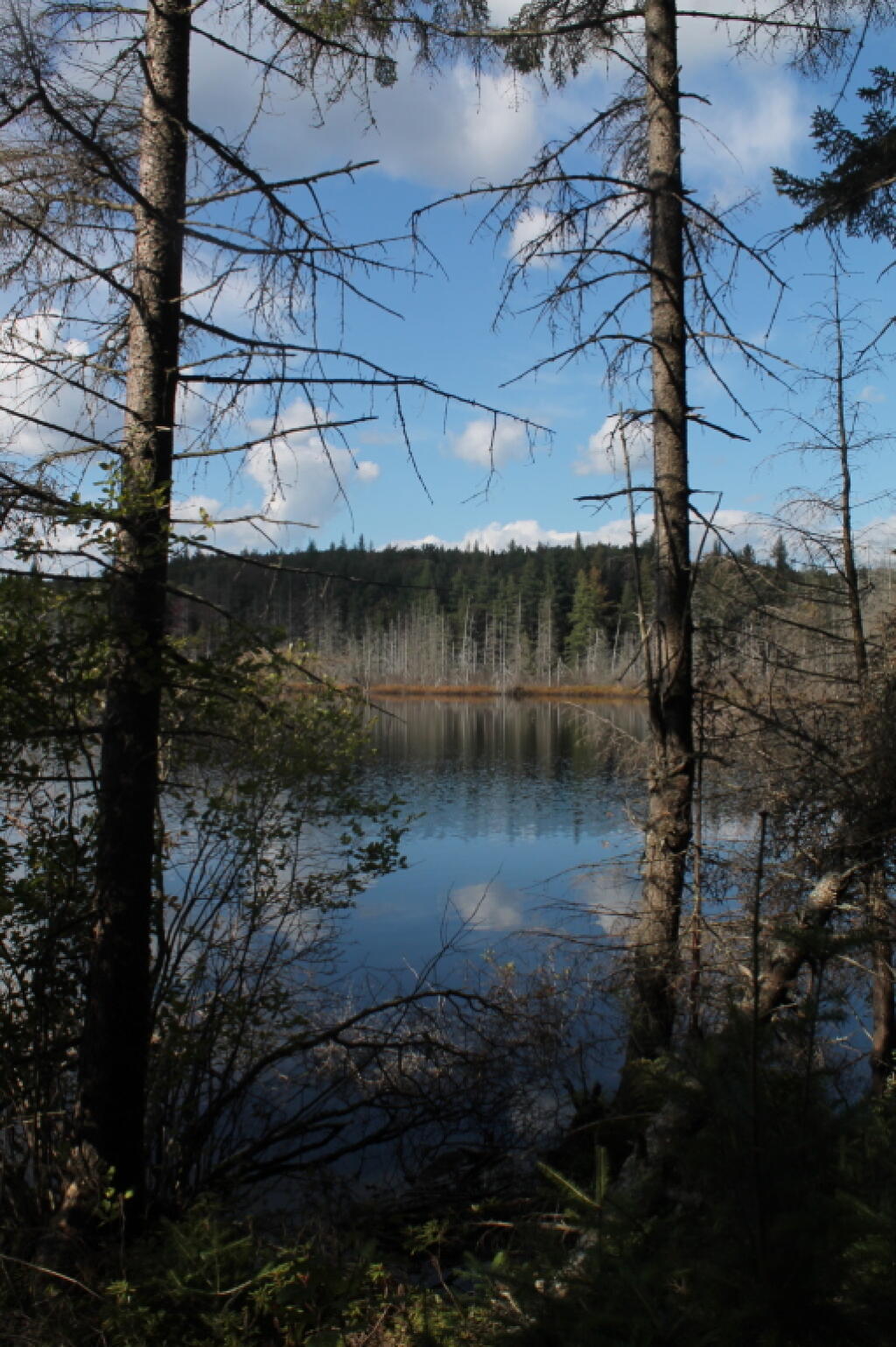 Photo: Marshy End of Indian Lake Photo: Marshy End of Indian Lake