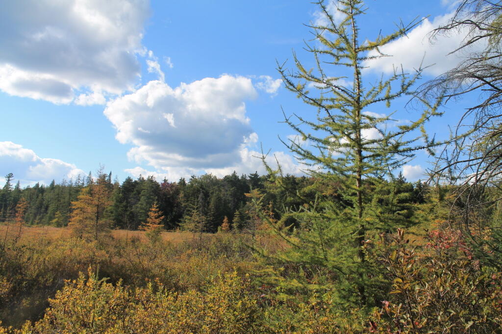 Photo: Trees Show Hints of Fall Photo: Trees Show Hints of Fall