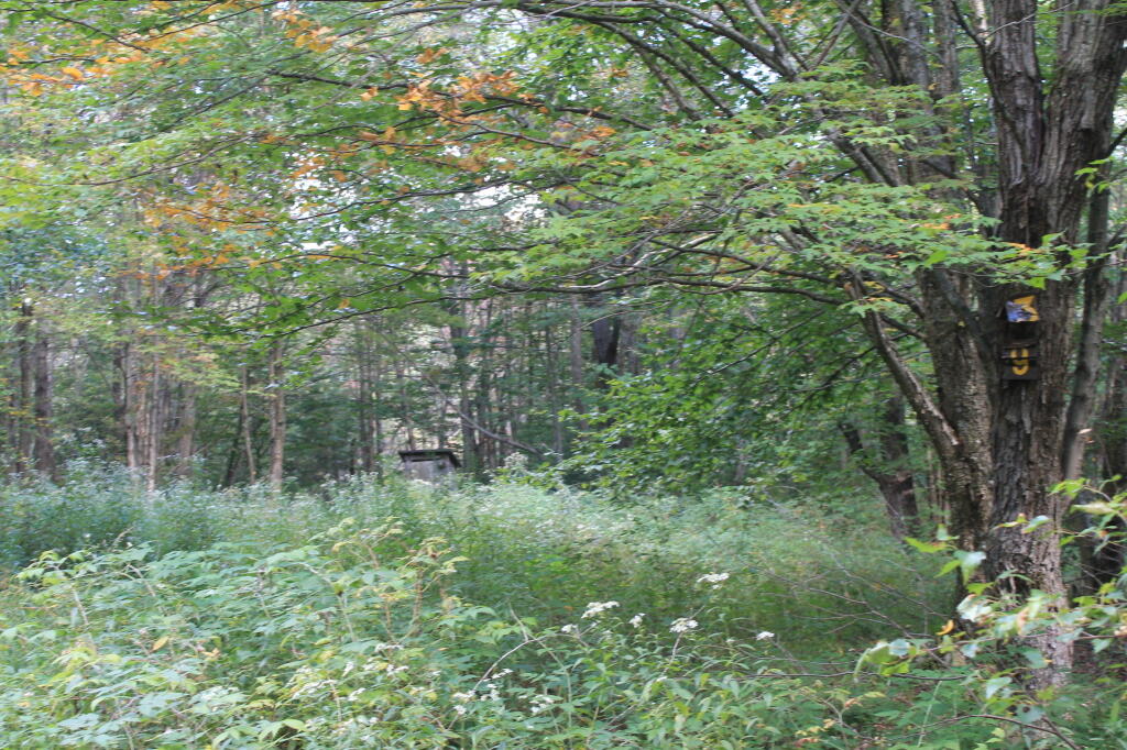 Photo: Campsite 139