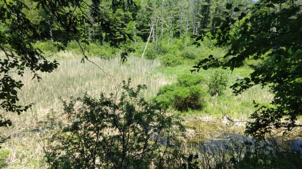 Photo: Wetland Photo: Wetland
