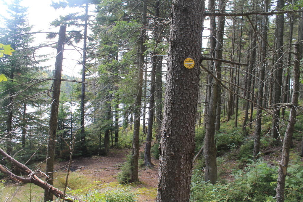 Photo: End of Falls Pond Trail