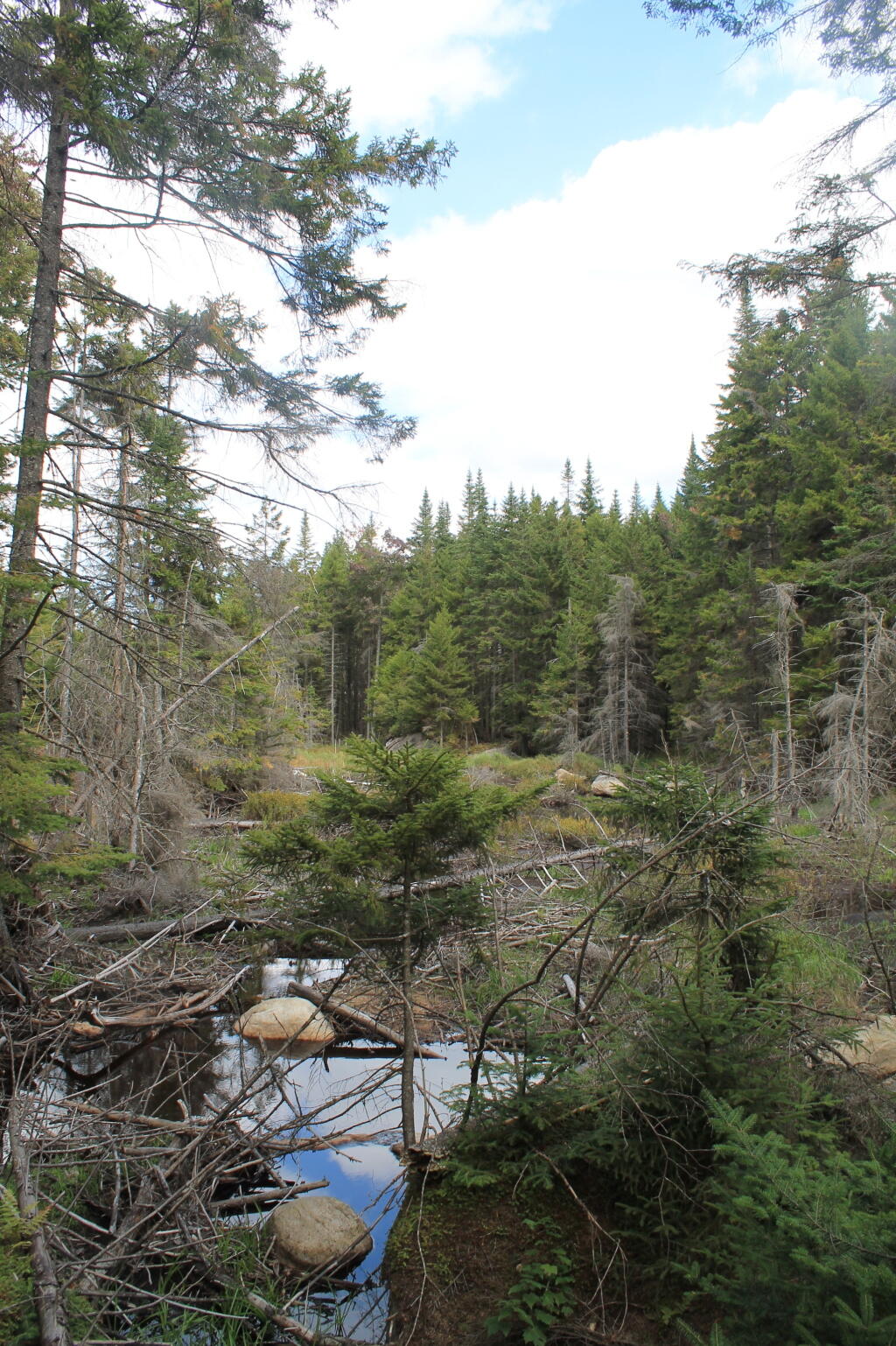 Photo: Stream Leaving Falls Pond