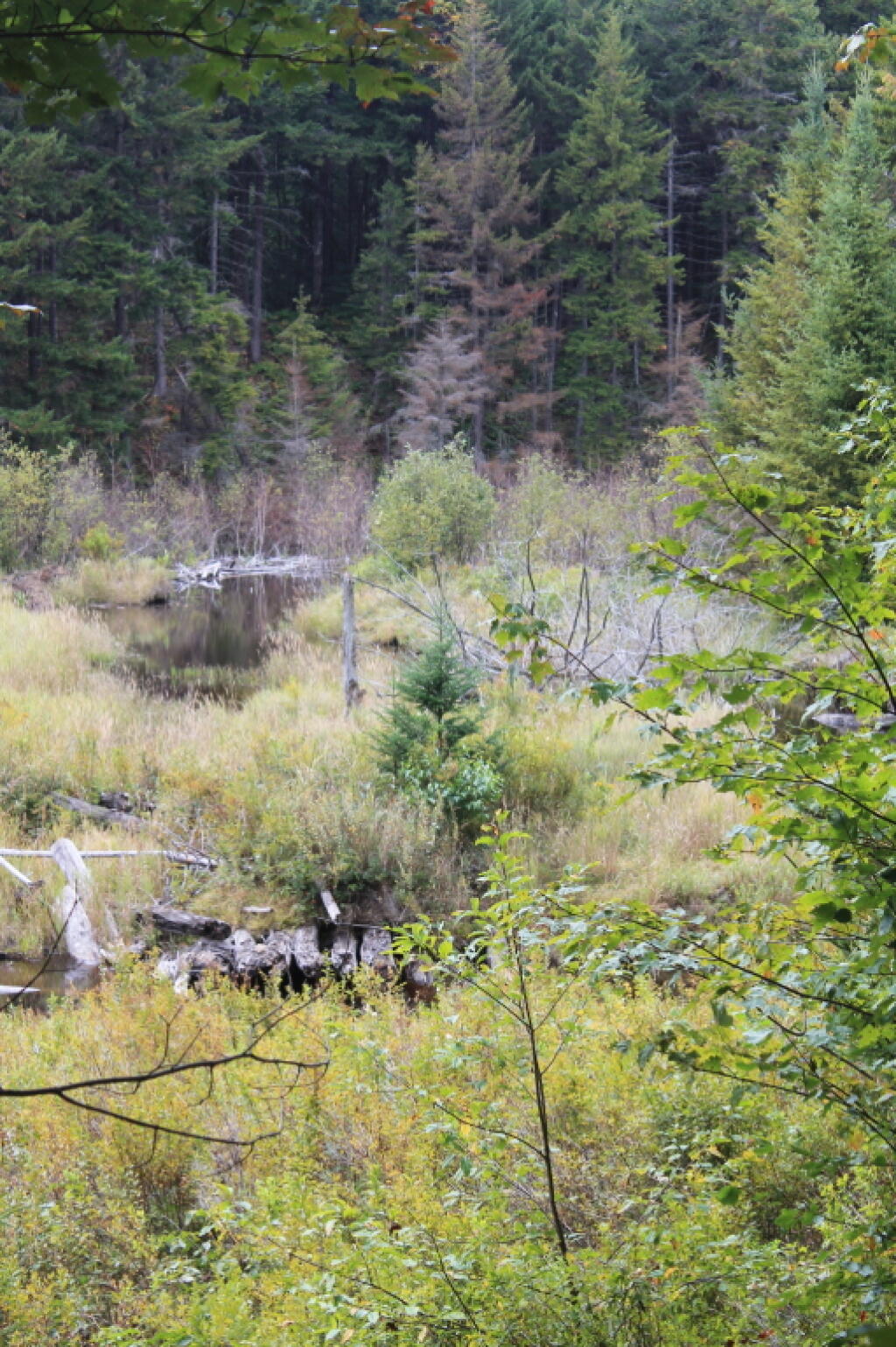 Photo: Swamp on Falls Pond Outlet Photo: Swamp on Falls Pond Outlet