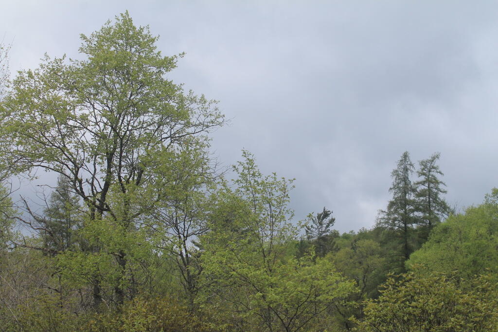 Photo: Photo.2013.05.26 13.55.03