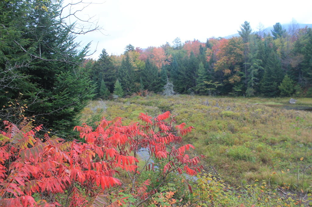 Photo: Wetlands Near the Chimney Photo: Wetlands Near the Chimney