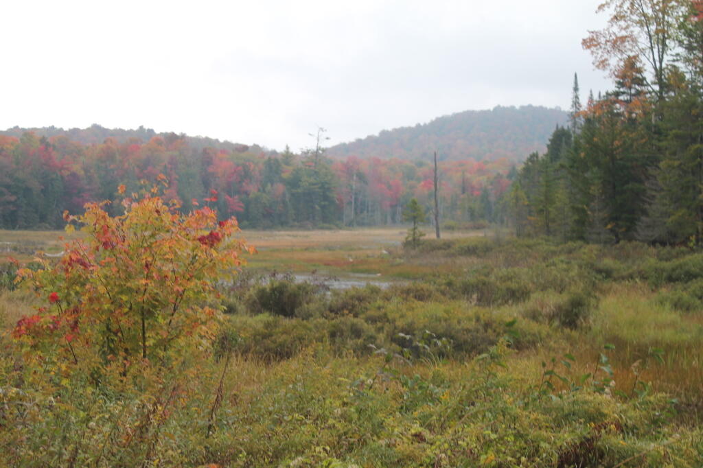 Photo: Wetlands Photo: Wetlands