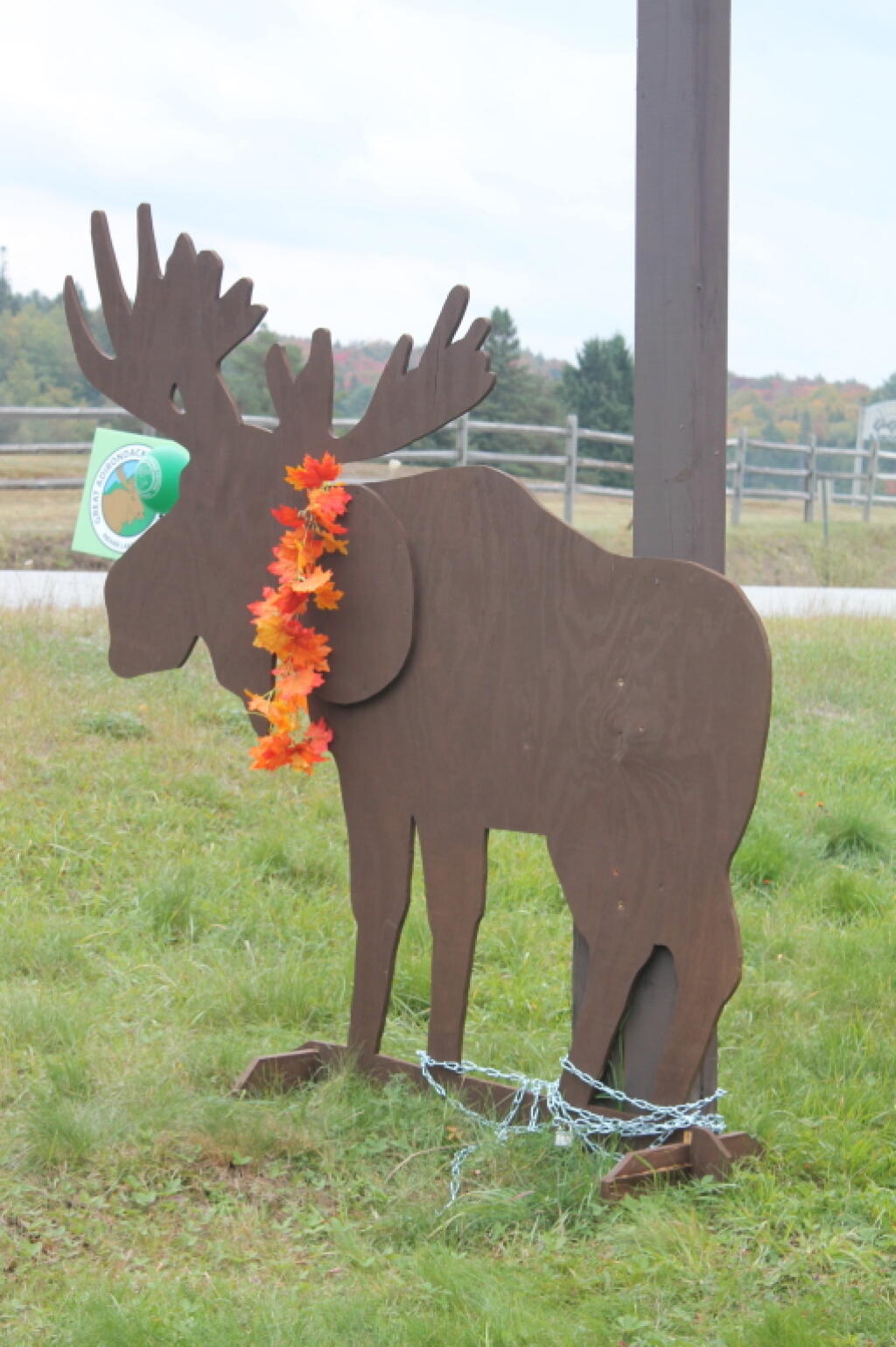 Photo: Moose in Indian Lake