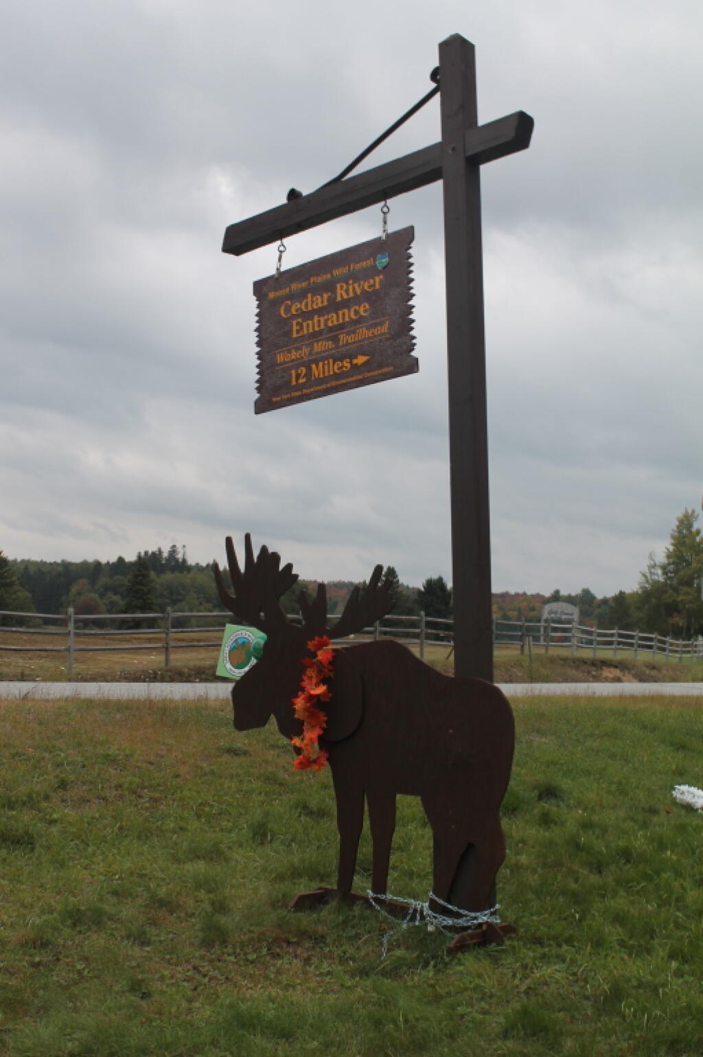 Photo: Moose at Moose River Plains