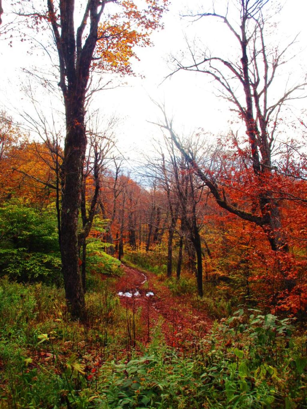 Photo: Colors were Fading on the Western Side of Bearpen