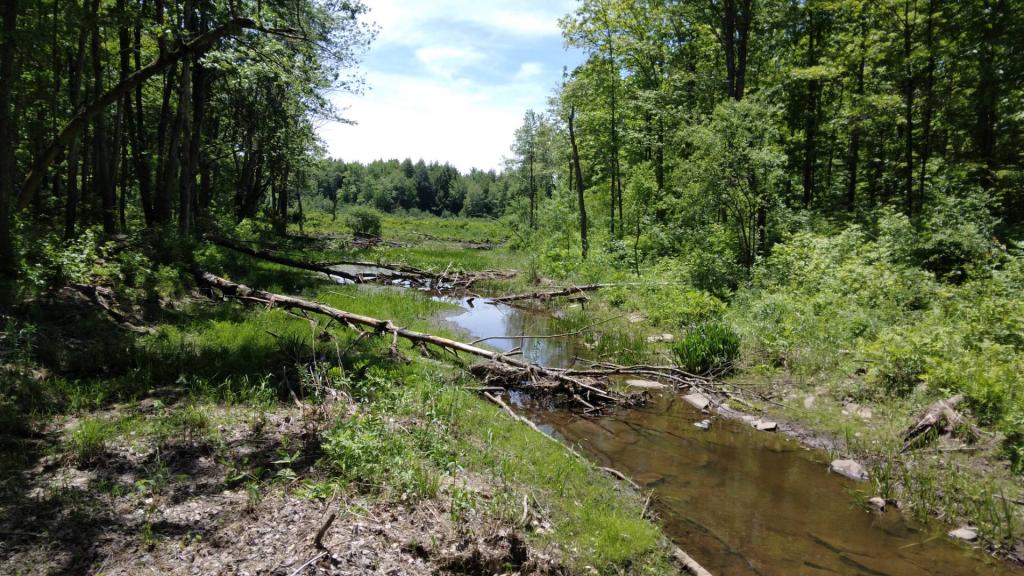 Photo: Swamp Photo: Swamp