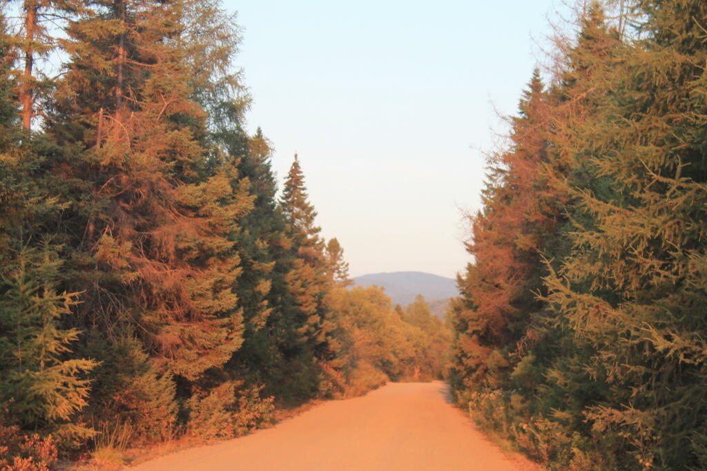 Photo: Cedar River - Limekiln Lake Road Photo: Cedar River - Limekiln Lake Road