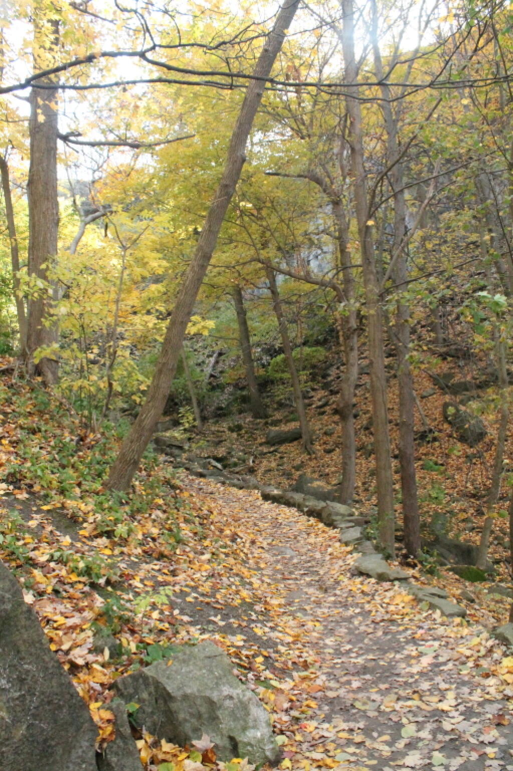 Photo: Leaves Along the Trail