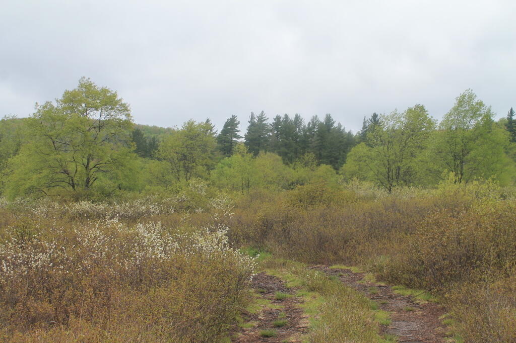Photo: Soggy Trail